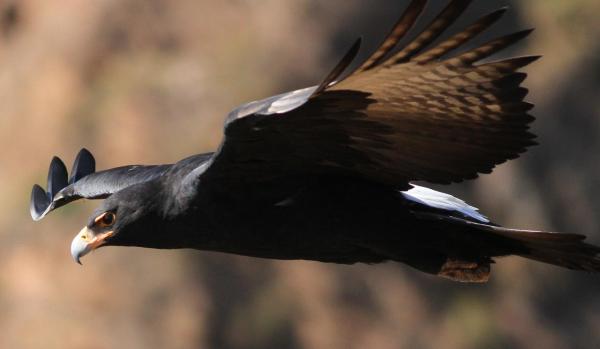 Largest Eagles in the World - Black eagle (Aquila verreauxii)