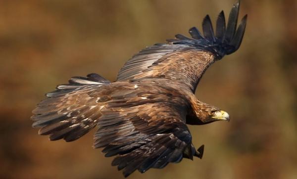 Largest Eagles in the World - Golden eagle (Aquila chrysaetos)