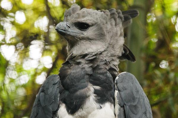 Largest Eagles in the World - Harpy eagle (Harpia harpyja)