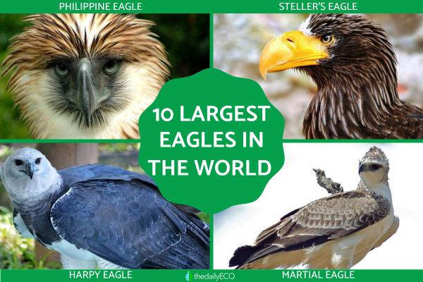 Largest Eagles in the World