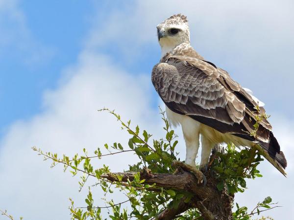 Largest Eagles in the World - Martial eagle (Polemaetus bellicosus)