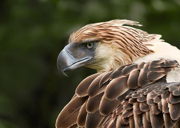 Largest Eagles in the World - Philippine eagle (Pithecophaga jefferyi)