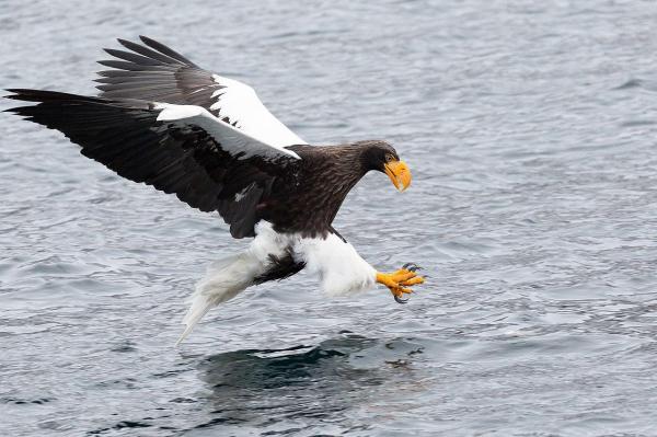 Largest Eagles in the World - Steller's sea eagle (Haliaeetus pelagicus)