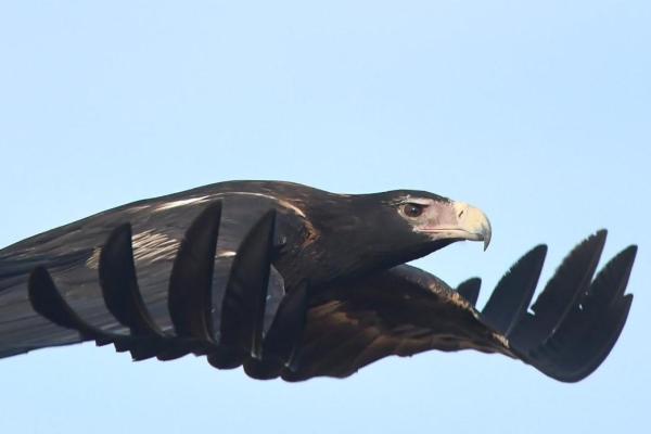 Largest Eagles in the World - Wedge-tailed eagle (Aquila audax)