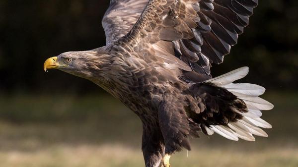 Largest Eagles in the World - White-tailed eagle (Haliaeetus albicilla)