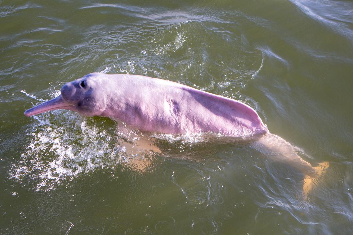Are Amazon Pink Dolphins in Danger?