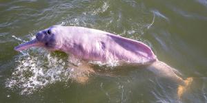 Are Amazon Pink Dolphins in Danger?