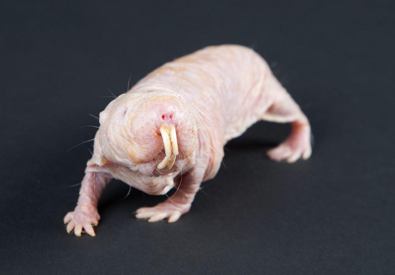 Mole rat defies natural selection