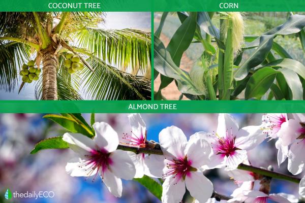 What Are Monoecious Plants? - Examples of monoecious plants