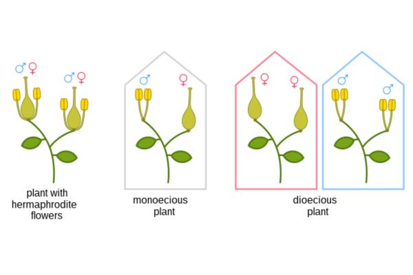 What Are Monoecious Plants? - What are monoecious plants?