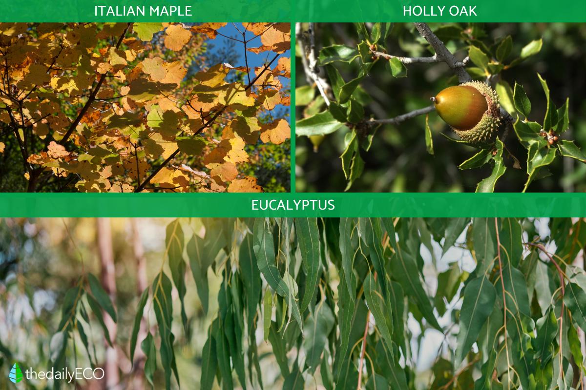What Are Monoecious Plants? With Examples and Photos