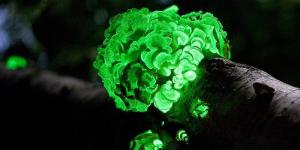 How Does Bioluminescent Light Work?