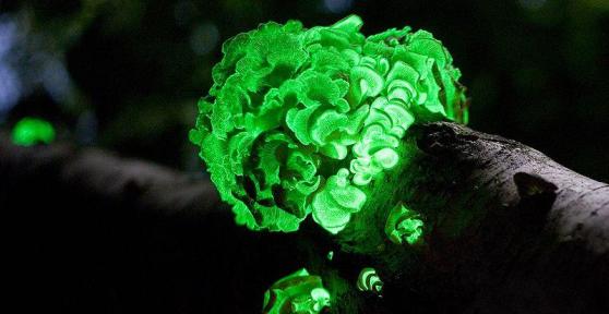 How Does Bioluminescent Light Work?