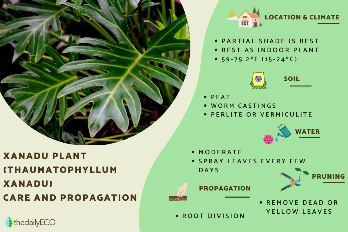 plant chinese evergreen TIGRESS CHINESE EVERGREEN 6in main image 0