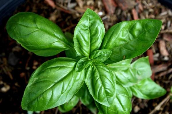 Best Aromatic Indoor Plants - 1. Basil