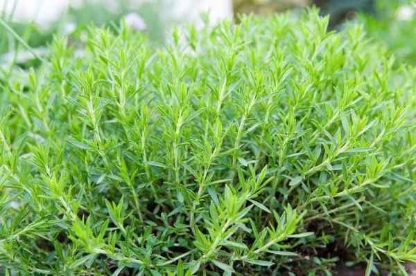 Best Aromatic Indoor Plants - 3. Tarragon