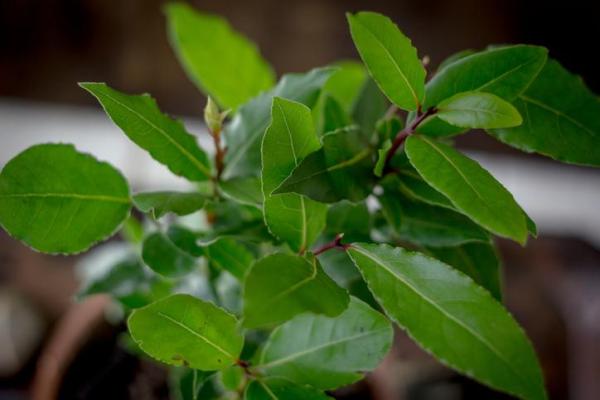 Best Aromatic Indoor Plants - 7. Laurel