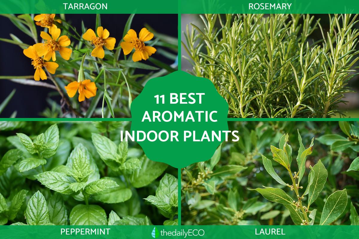 Best Aromatic Indoor Plants