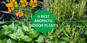 Best Aromatic Indoor Plants