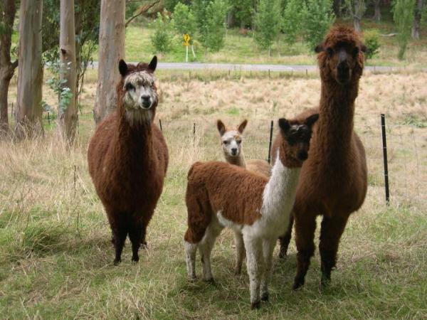 Differences Between Llamas and Alpacas - Characteristics of the alpaca