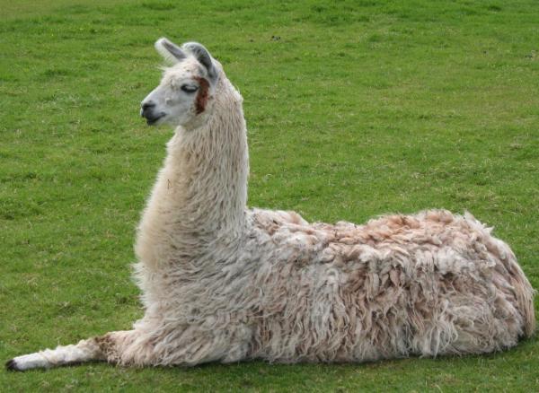 Differences Between Llamas and Alpacas - Characteristics of the llama