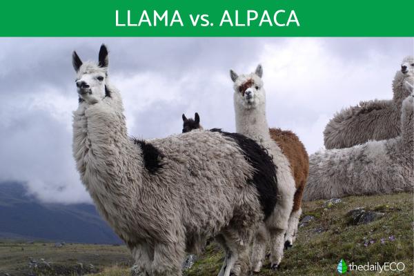 Differences Between Llamas and Alpacas