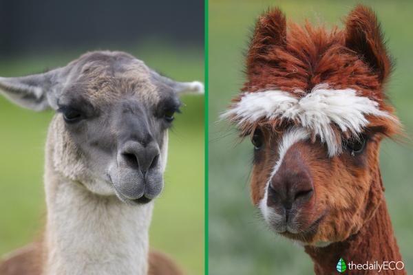 Differences Between Llamas and Alpacas - Similarities between llamas and alpacas