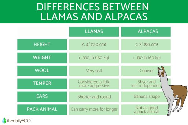 Differences Between Llamas and Alpacas - Taxonomic differences between llamas vs. alpacas