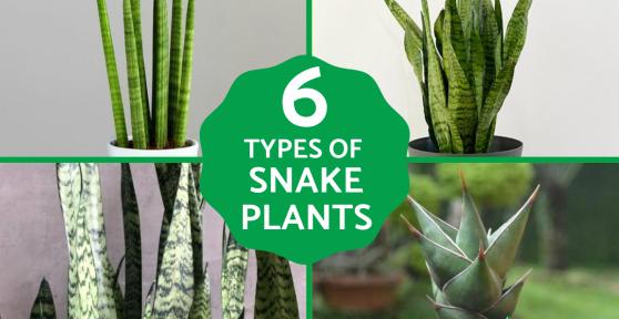 Types of Snake Plant - Sansevieria Varieties