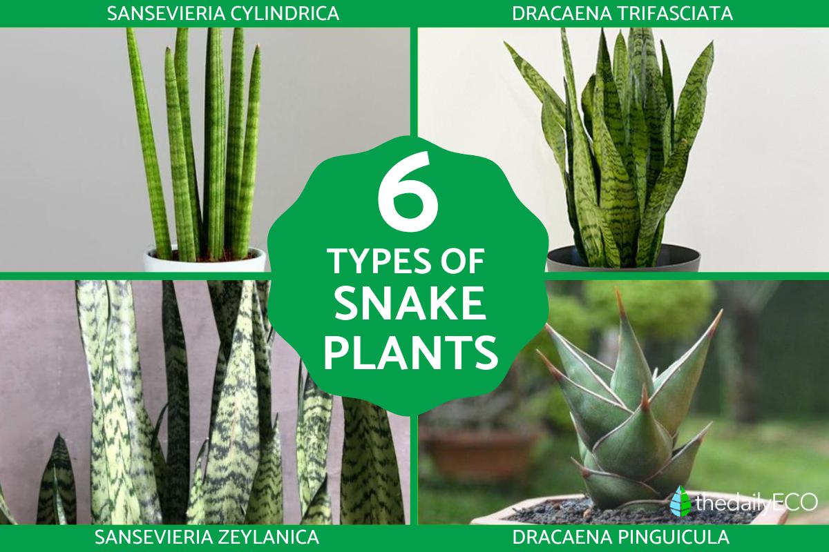 6 Snake Plant Varieties Comprehensive Guide with Photos
