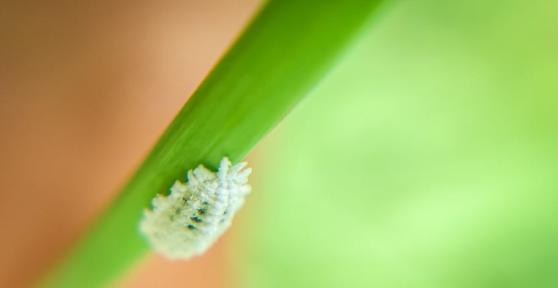 How to Elinante Mealybugs from Houseplants