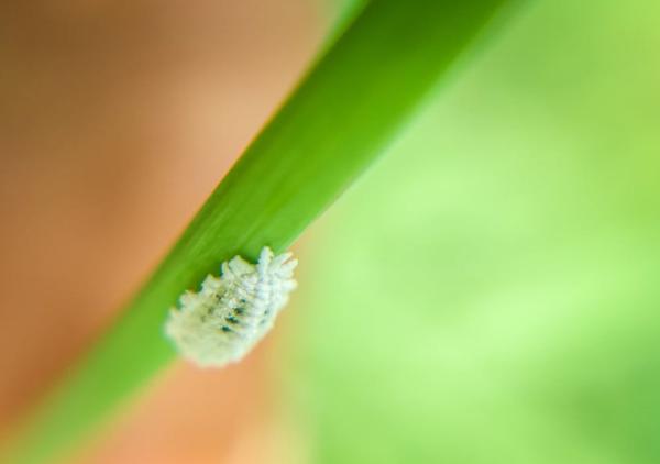 How to Elinante Mealybugs from Houseplants