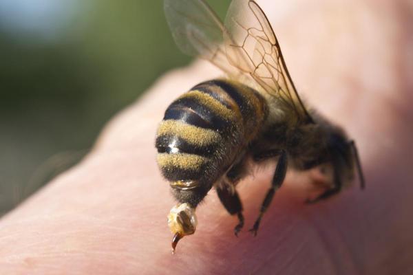 Do Bees Die After Stinging Someone?