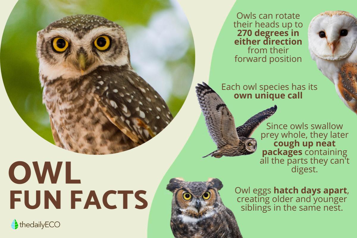 10 Fun and Weird Facts About Owls