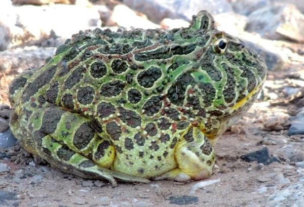 Difference Between Frogs and Toads - Are toads bigger than frogs?