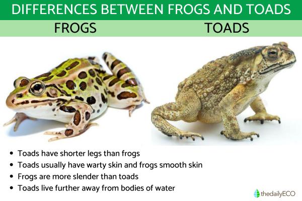 Difference Between Frogs and Toads - Frog vs. Toad Differences With Photos