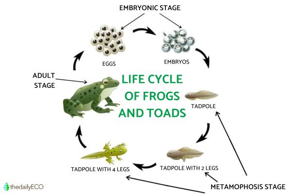 Difference Between Frogs and Toads - Similarities between frogs and toads