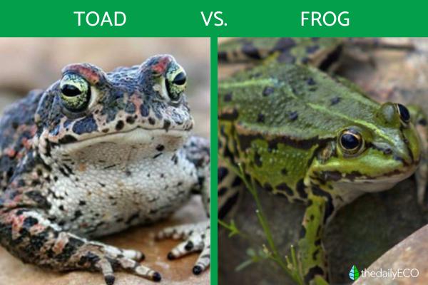 Difference Between Frogs and Toads - What is the difference between a frog and a toad?