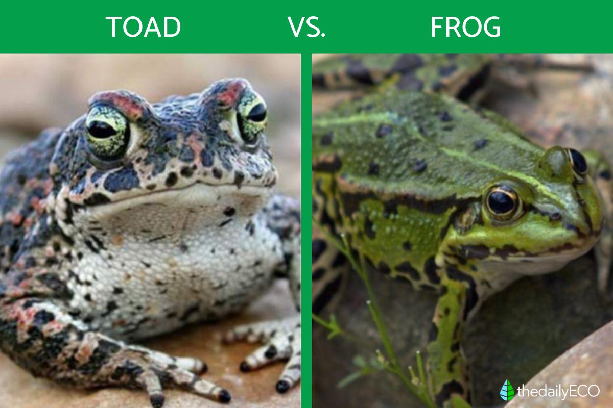 Difference Between Frogs and Toads - Frog vs. Toad Differences With Photos