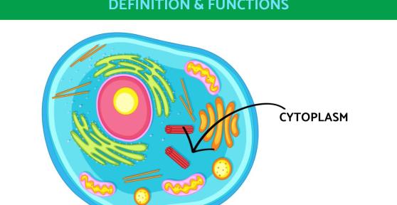 What Is Cytoplasm and Its Function?