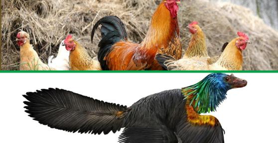 Is a Chicken a Dinosaur?
