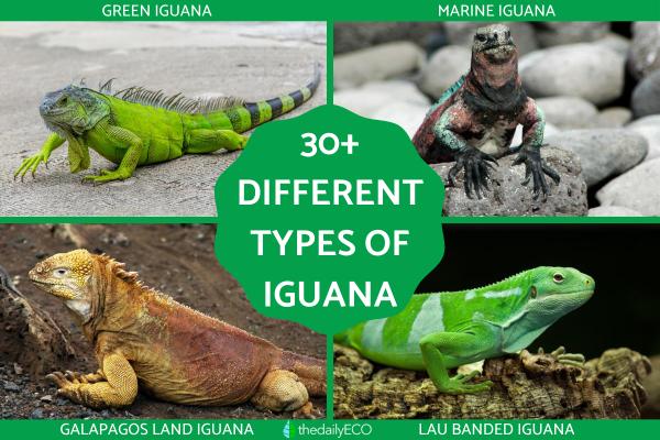 Different Types of Iguana