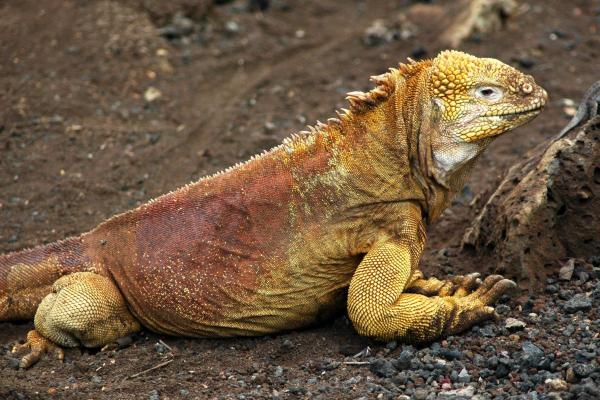 Different Types of Iguana - Galapagos land iguana