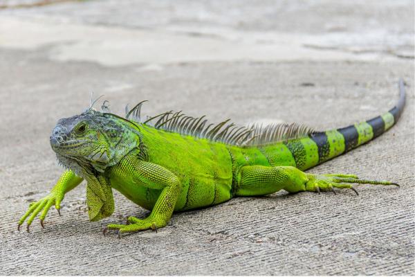 Different Types of Iguana - Green iguana