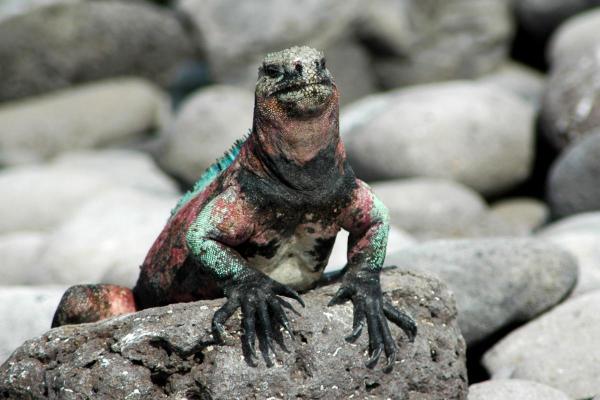 Different Types of Iguana - Marine iguana 