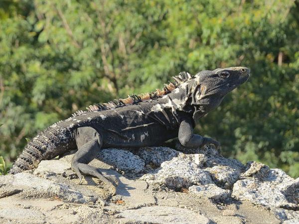 Different Types of Iguana - Western spiny-tailed iguana