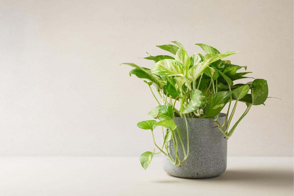 Why Is My Pothos Not Growing Much?