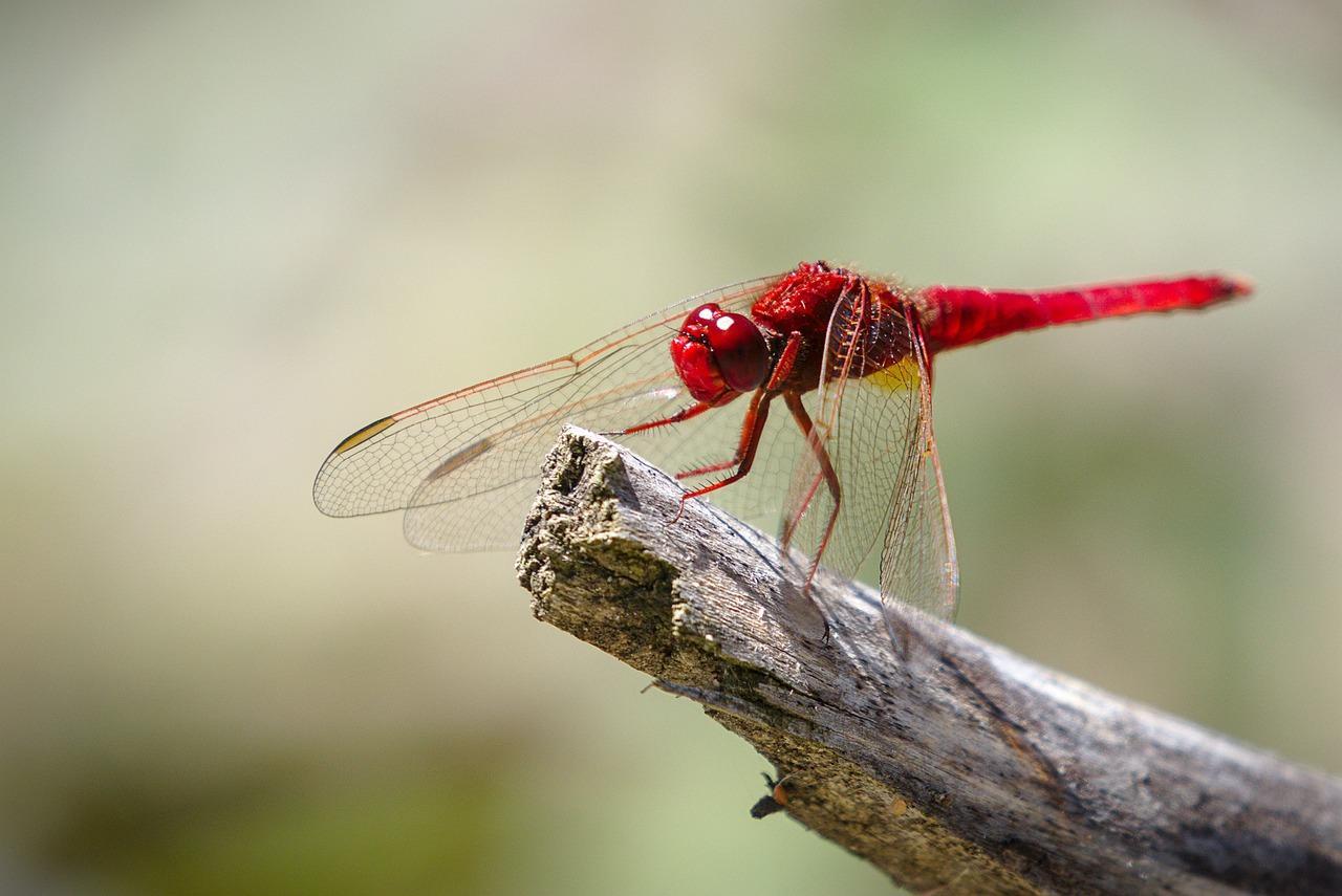 Do Dragonflies Bite or Sting? Dragonfly Danger to Humans