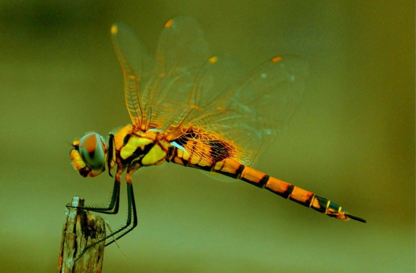Do Dragonflies Bite or Sting? Dragonfly Danger to Humans