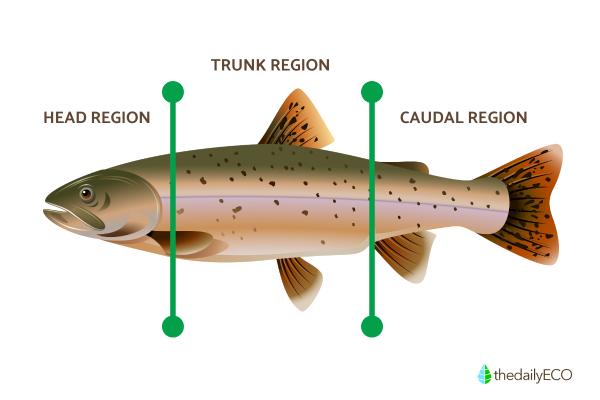 Parts of a Fish Explained - Body structure